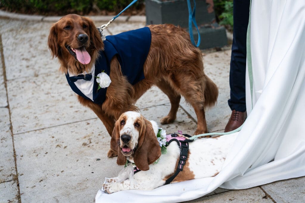 Dog sits on wedding dress